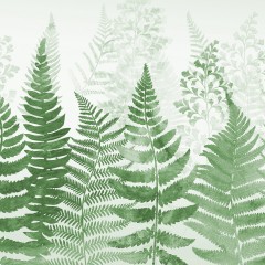 Fern 5