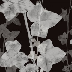 LTD00800