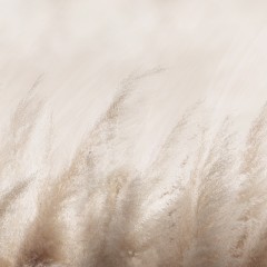 Windy Grass